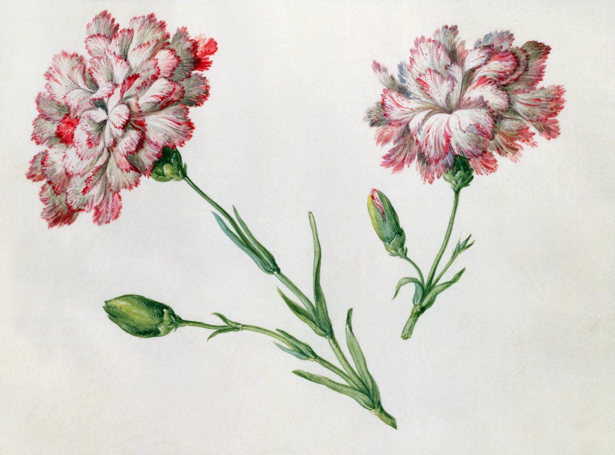 Nelliker af Claude Aubriet