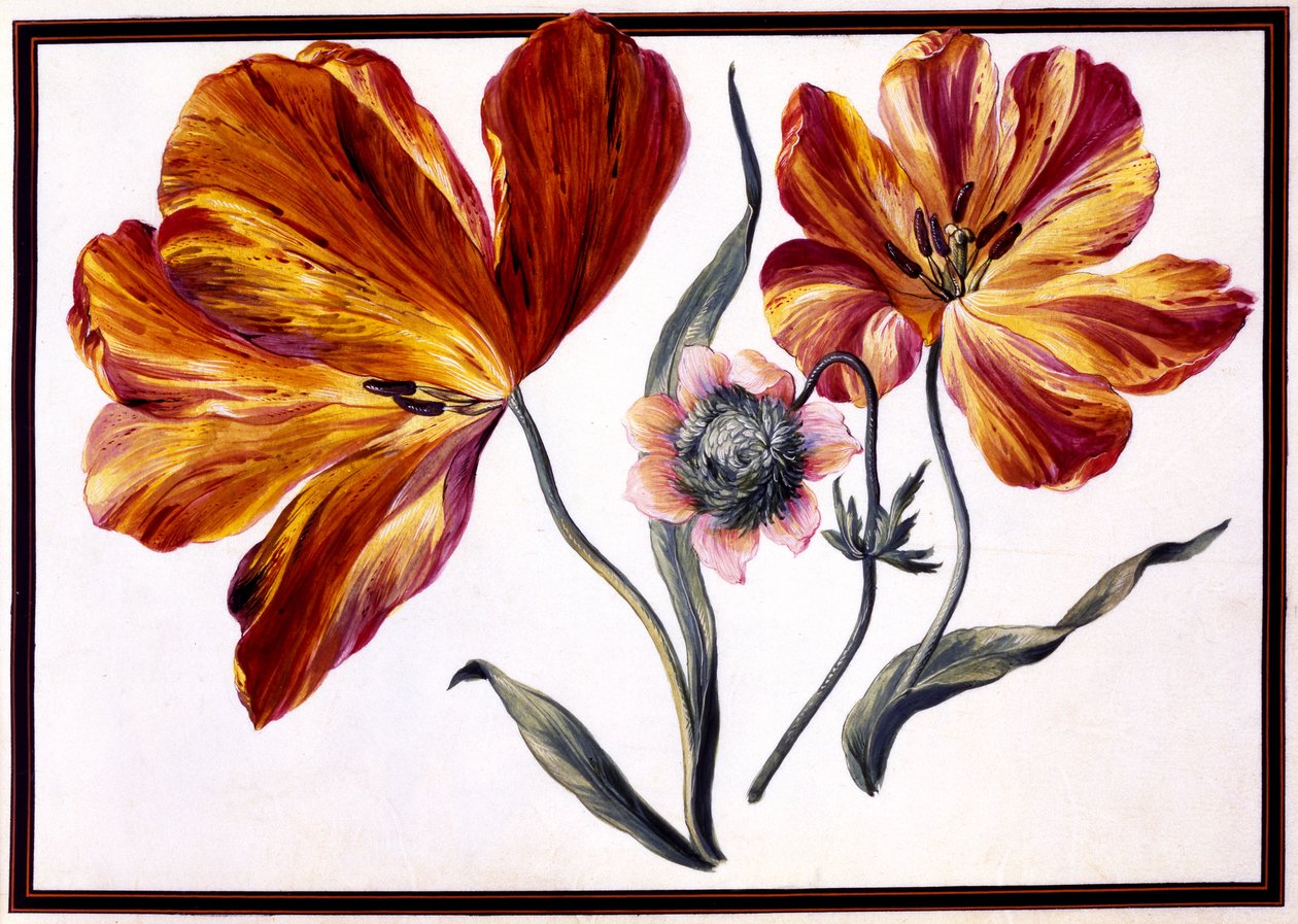 Tulipaner og anemone, ca. 1690 af Claude Aubriet