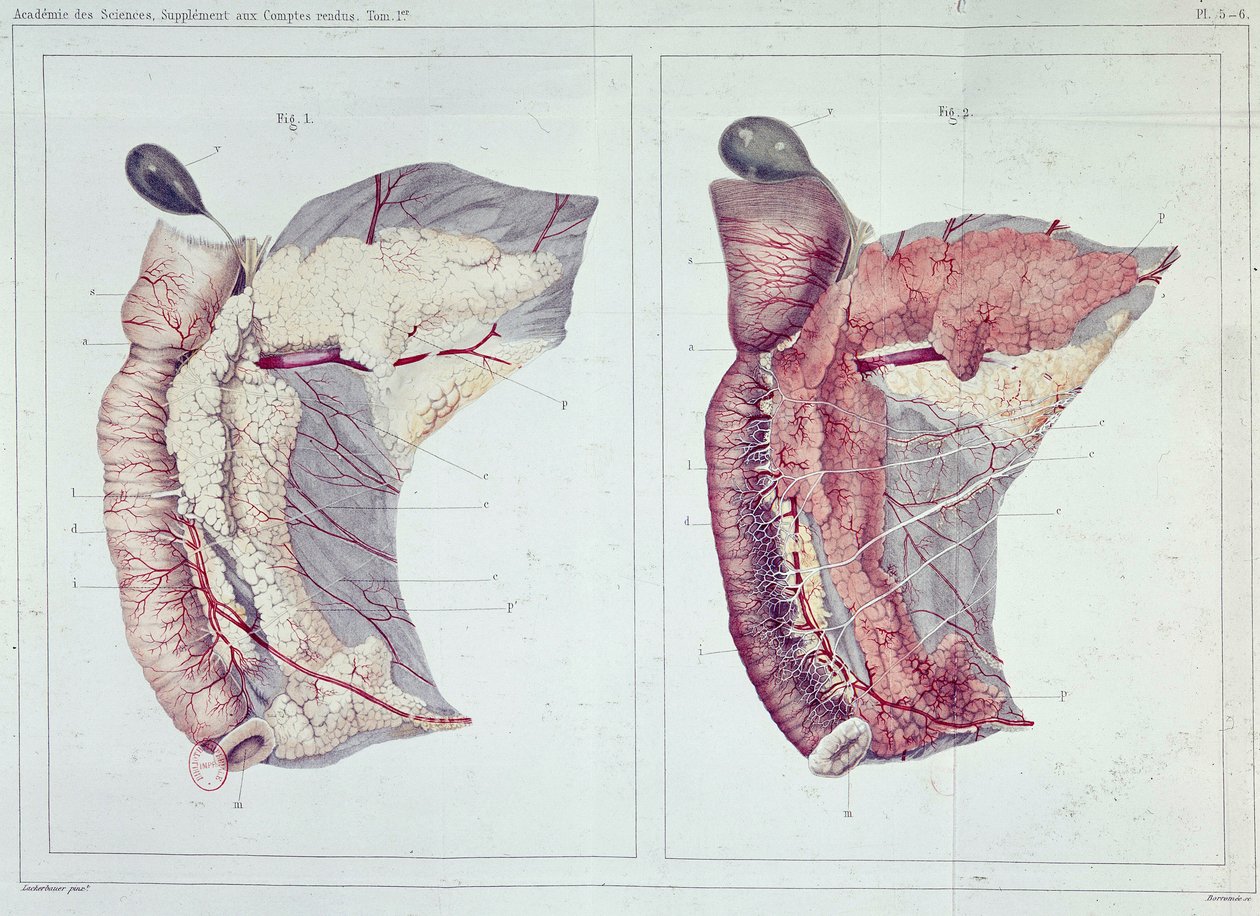 Memoir on the pancreas af Claude Bernard, B.N. af Claude Bernard