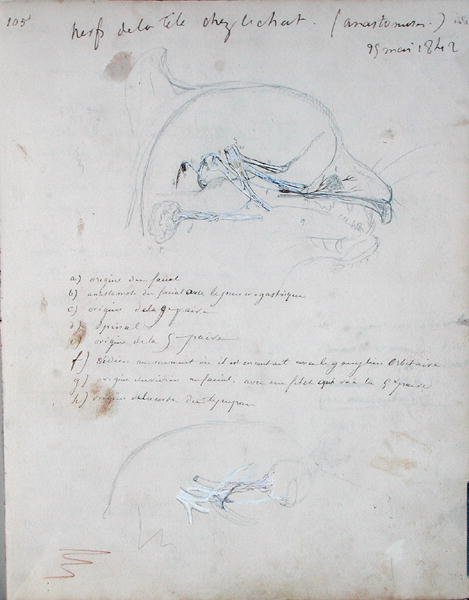 Nervesystemet i hovedet på en kat, maj 1842 (blyant på papir) af Claude Bernard