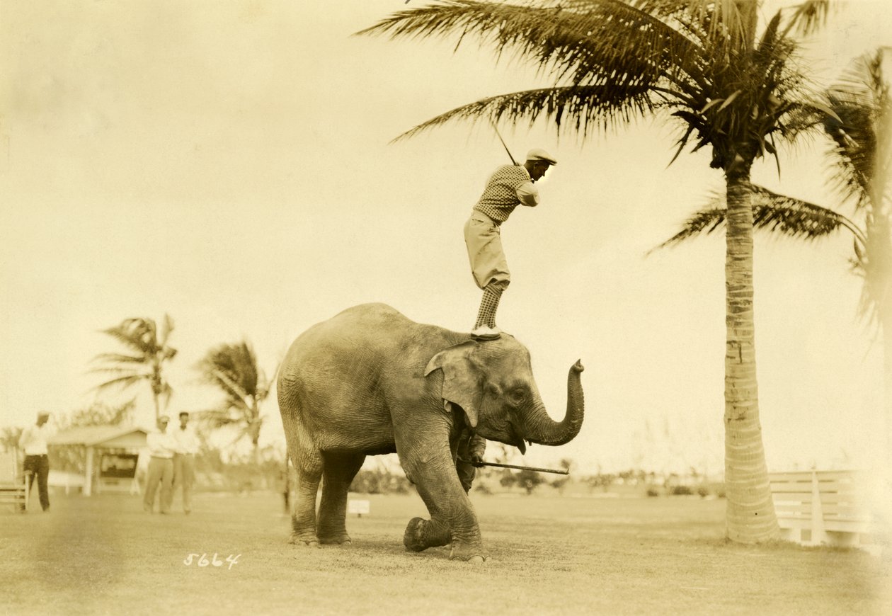 Golfspiller stående på Rosie the Elephant, Miami Beach, 2. maj 1927 af Claude C. Matlack