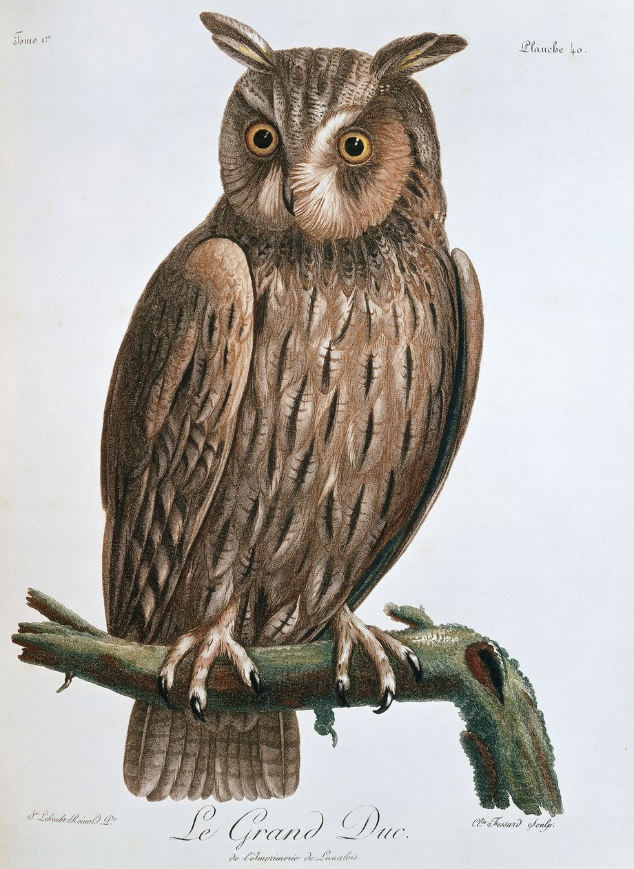 Le Grand Duc", Ørneugle, 1799-1808 af Claude Fessard
