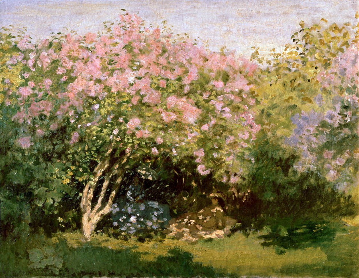 Syren i solen, 1872-1873. af Claude Monet