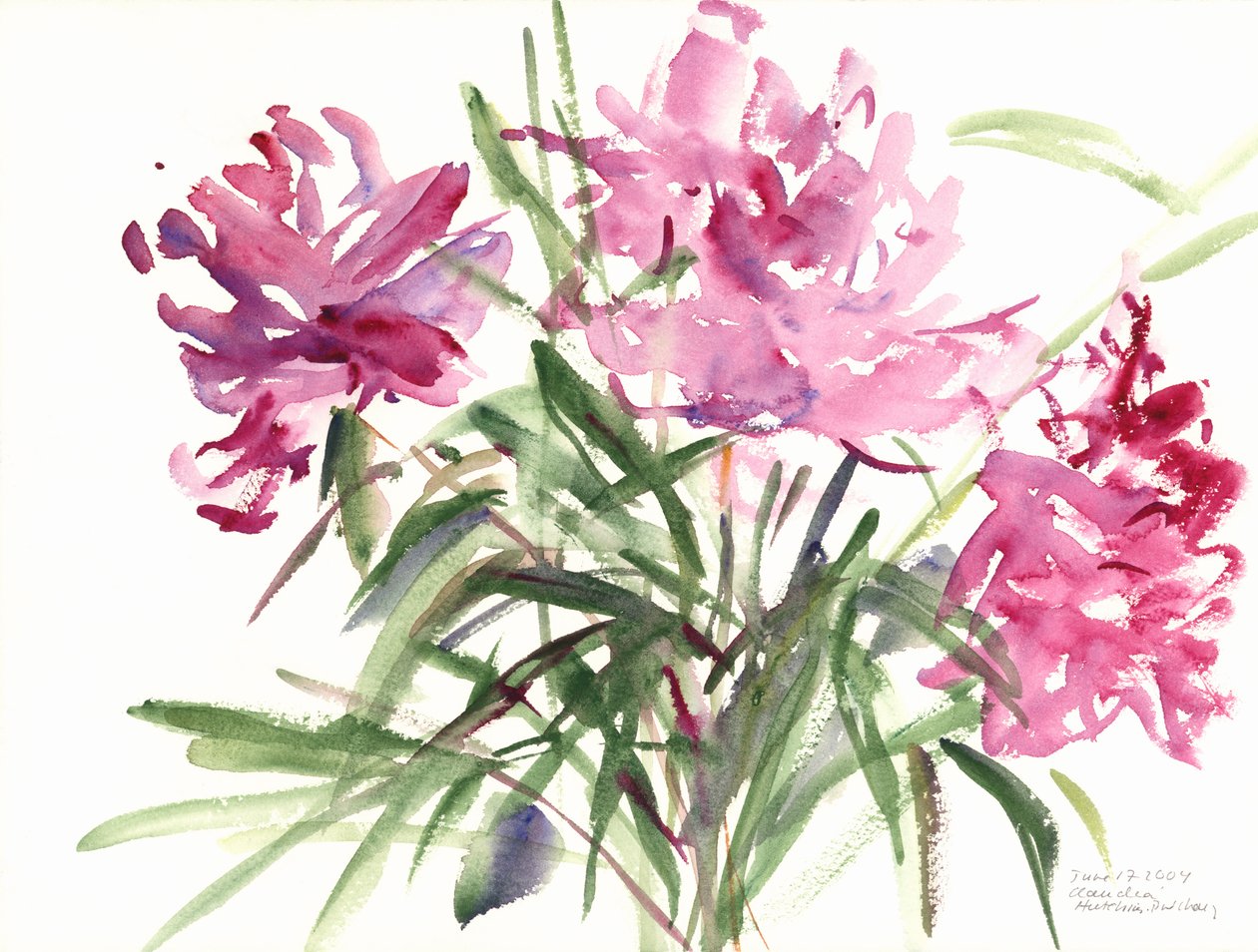Peonies, 2004 (akvarel) af Claudia Hutchins Puechavy