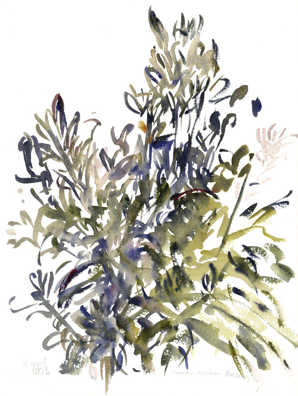 Senecio og andre planter, 2003 (akvarel) af Claudia Hutchins Puechavy