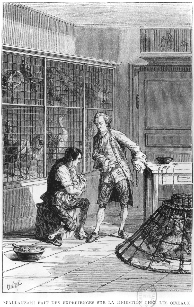 Abbed Lazzaro Spallanzani (1729-99) undersøger fordøjelsens fysiologi på fugle, illustration fra 