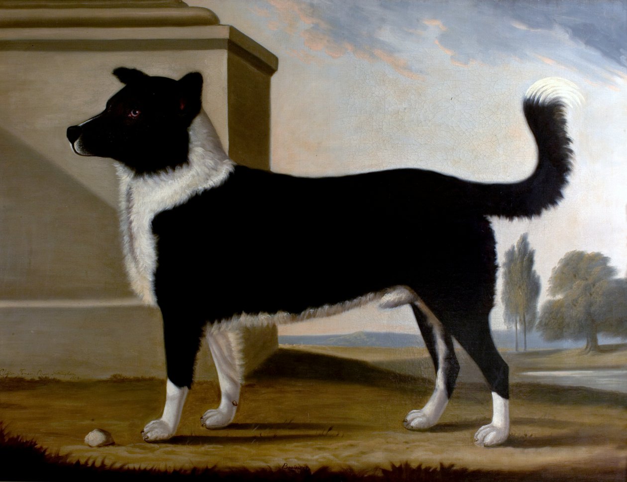 Lord Byrons Dog Boatswain (Newfoundland), 1808 af Clifton Tomson
