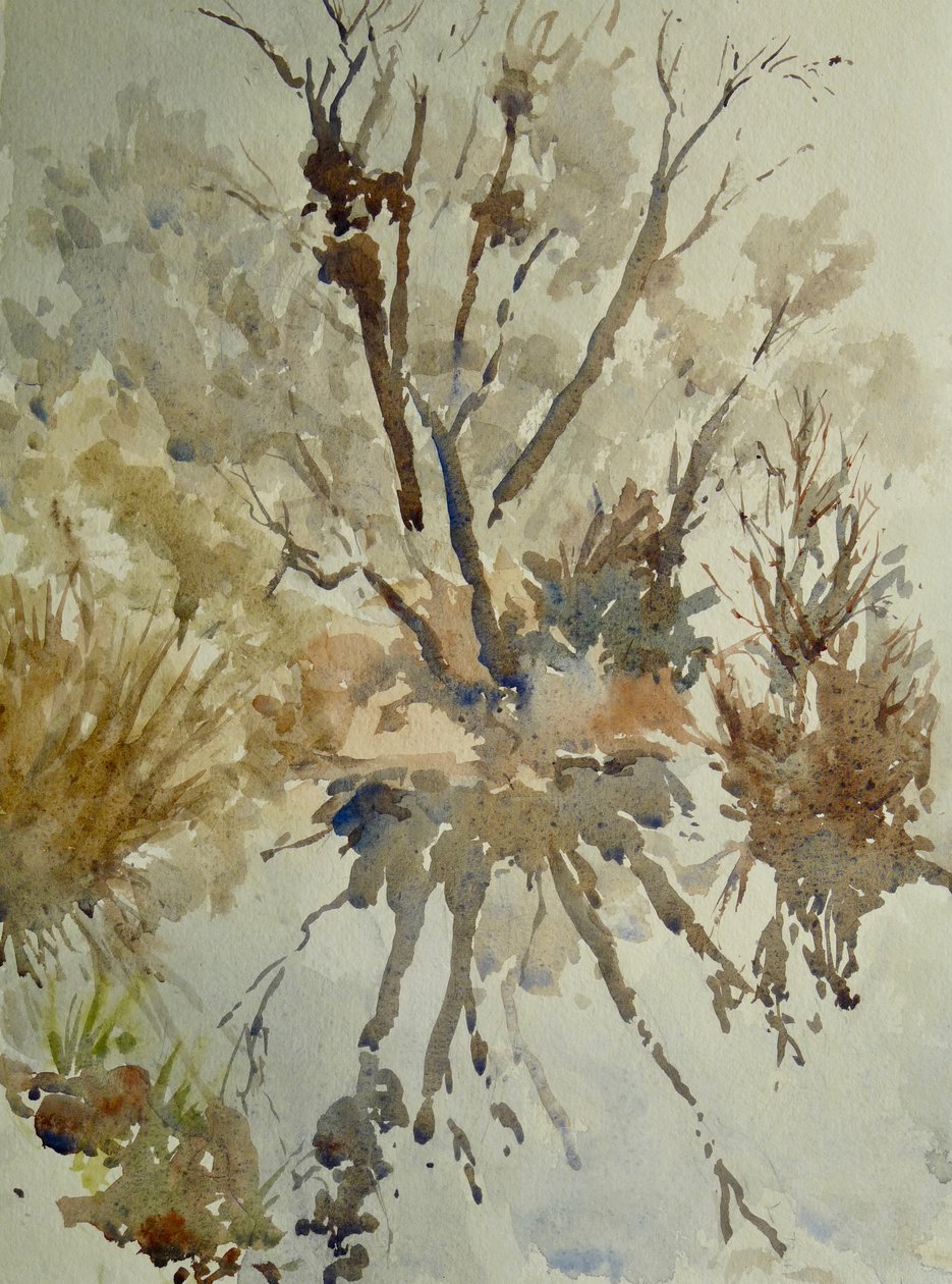 Fårekølle, Eton, 2010 (akvarel) af Clive Wilson
