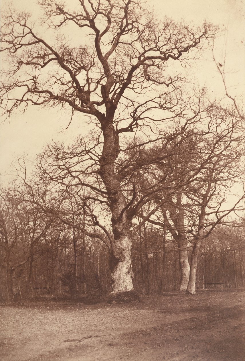 Studie af træer, Bois de Boulogne af Comte Olympe Aguado