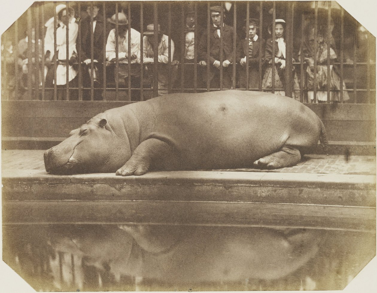 Obaysch, flodhesten, London Zoo af Comte de Montizón Don Juan