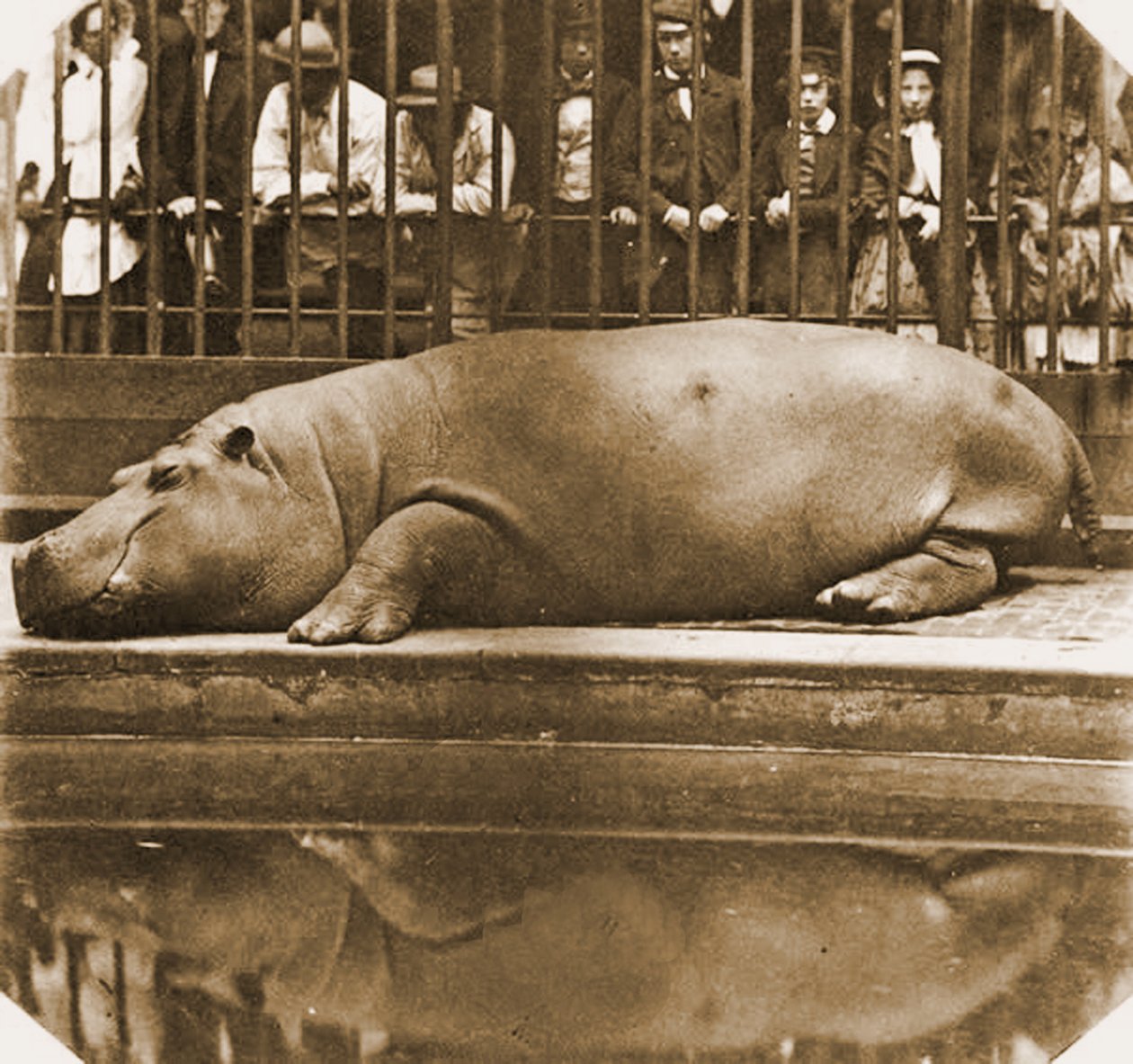 Flodhest Obaysch, London Zoo, 1852 (sepiafoto) af Comte de Montizón Juan