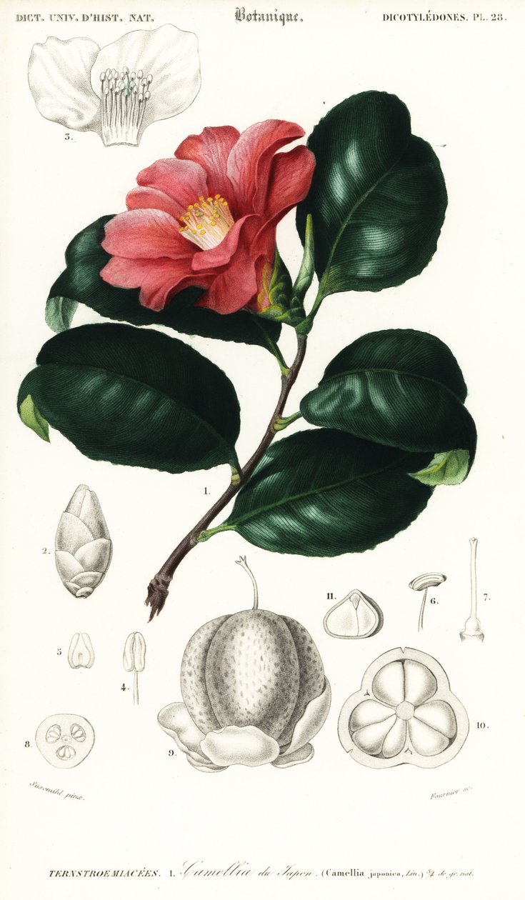 Japansk camellia, Camellia japonica. ,1849 (gravering) af Conrad Johann Theodor Susemihl