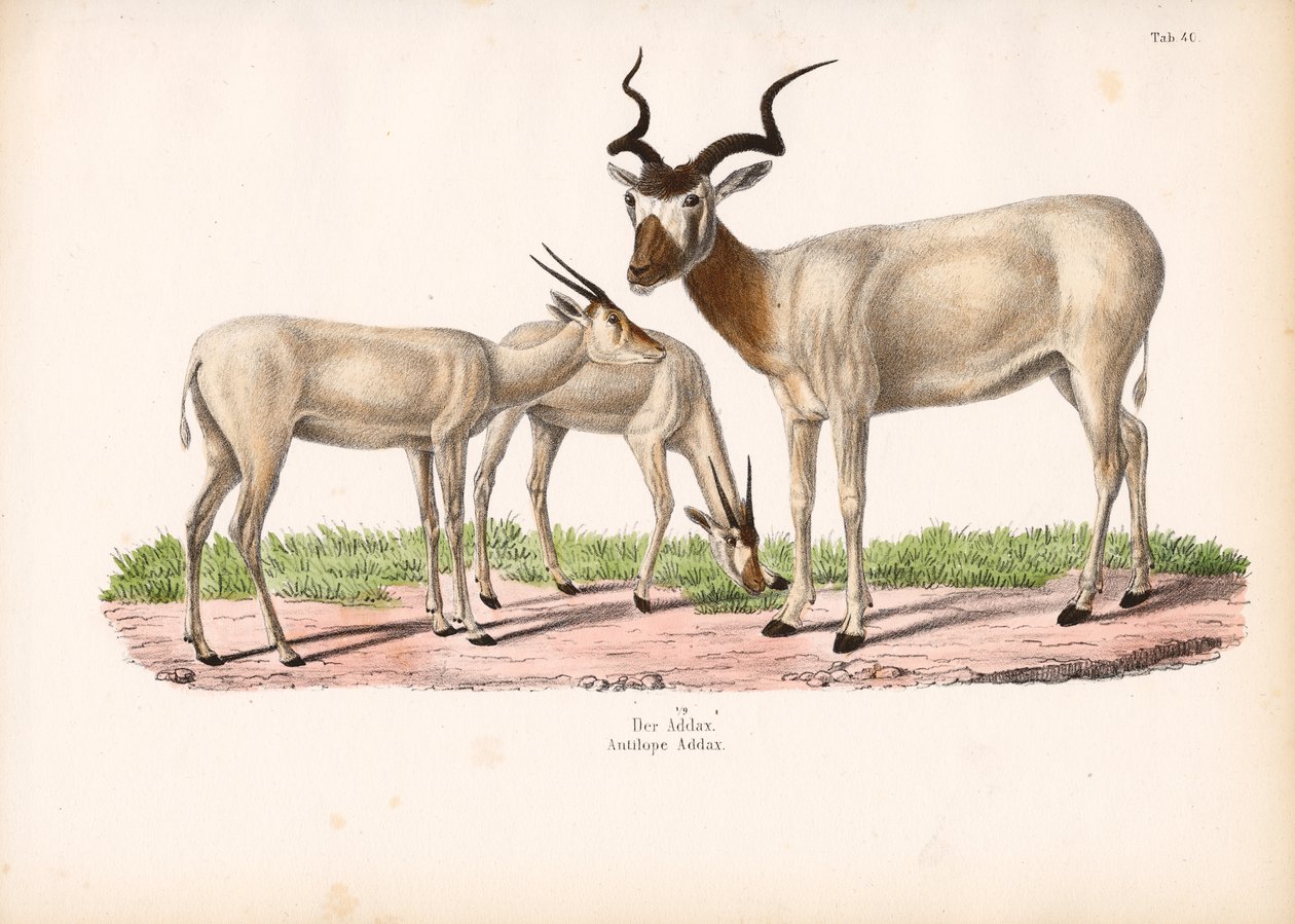 Addax-antilope med unge af Conrad Kull