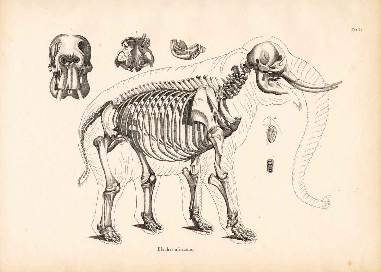 Den afrikanske elefants skeletanatomi af Conrad Kull