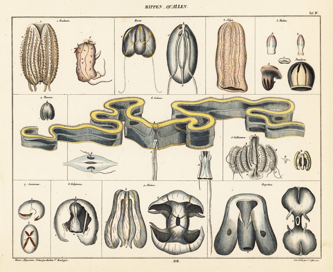 Anatomi af vandmænd arter. ,1841 (litografi) af Conrad Kull