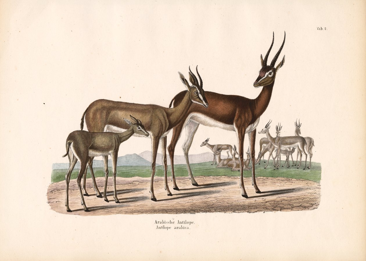 Arabisk oryx i halvørken af Conrad Kull