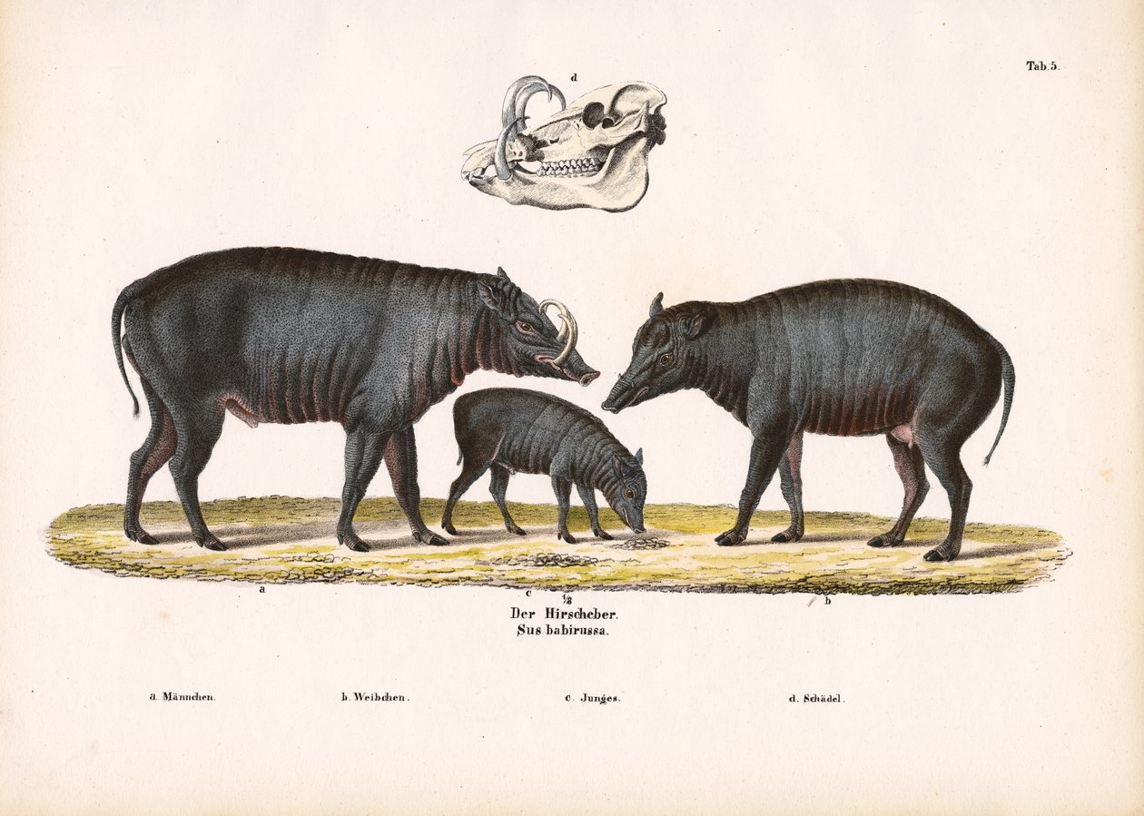 Babirusa-familien med udsigt til kraniet af Conrad Kull