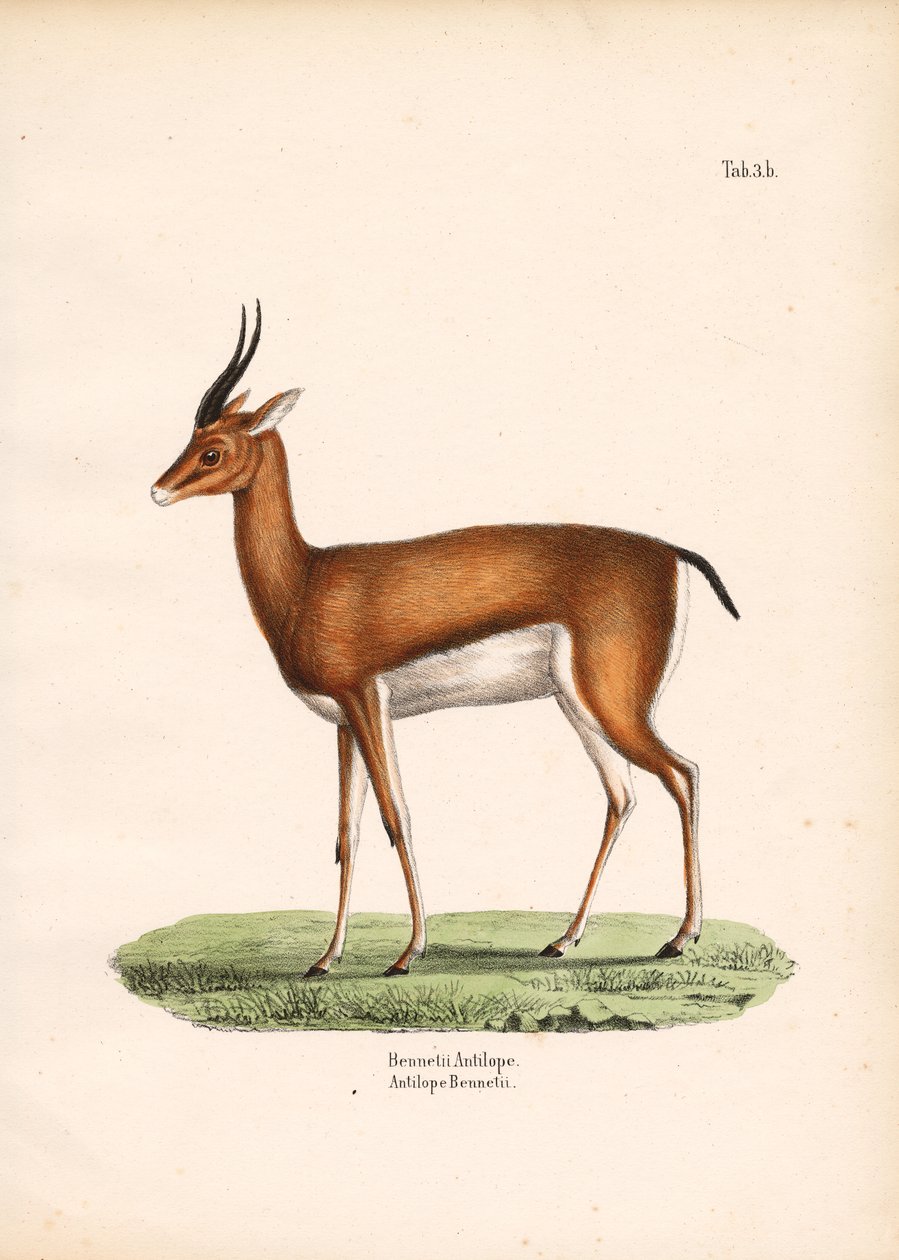 Bennetts gazelle set fra siden af Conrad Kull