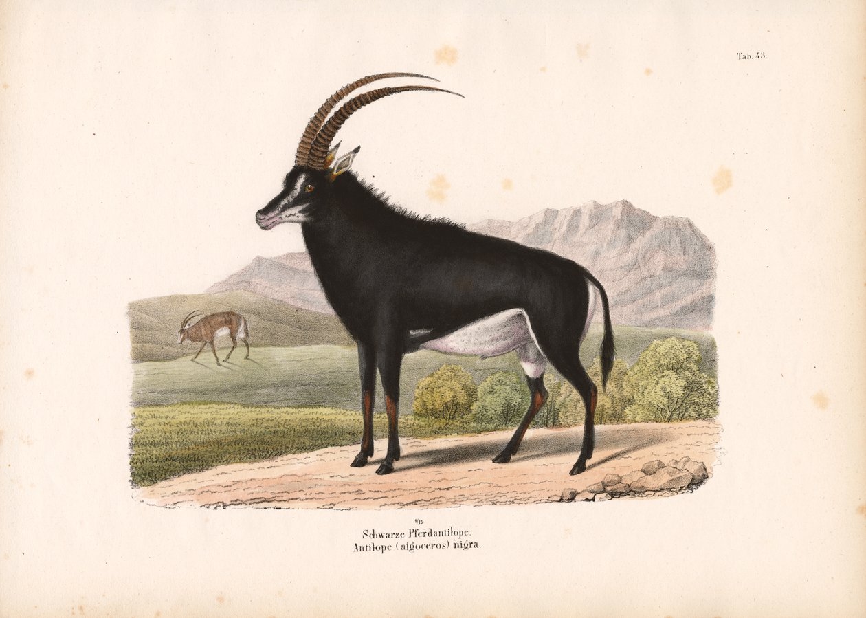 Sort hesteantilope af Conrad Kull