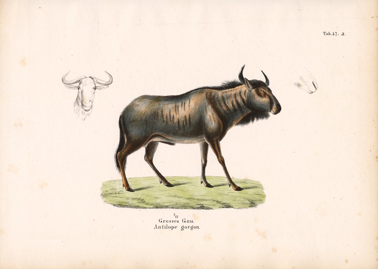Blå gnu med hoveddetaljer af Conrad Kull
