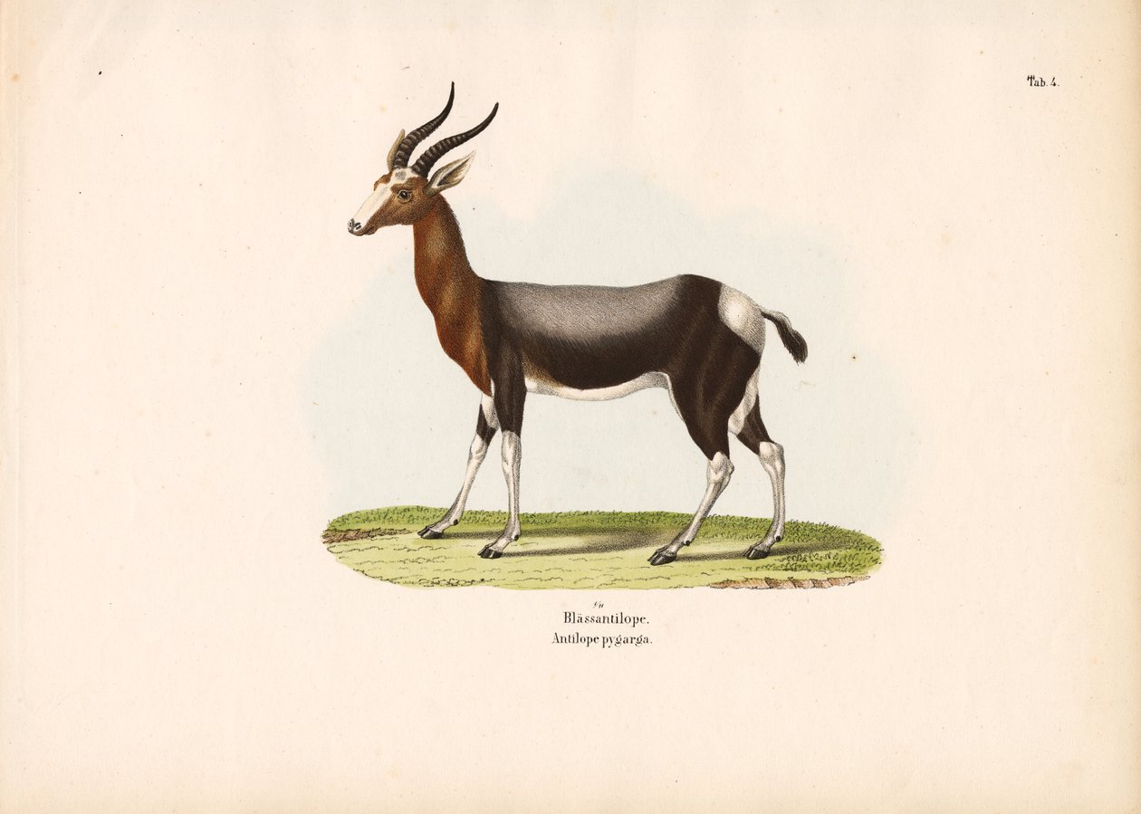 Bontebok af Conrad Kull