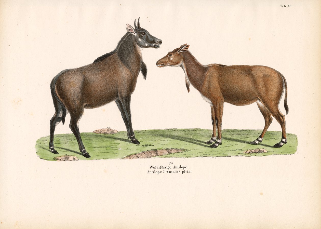 Bontebok eller Blesbok af Conrad Kull