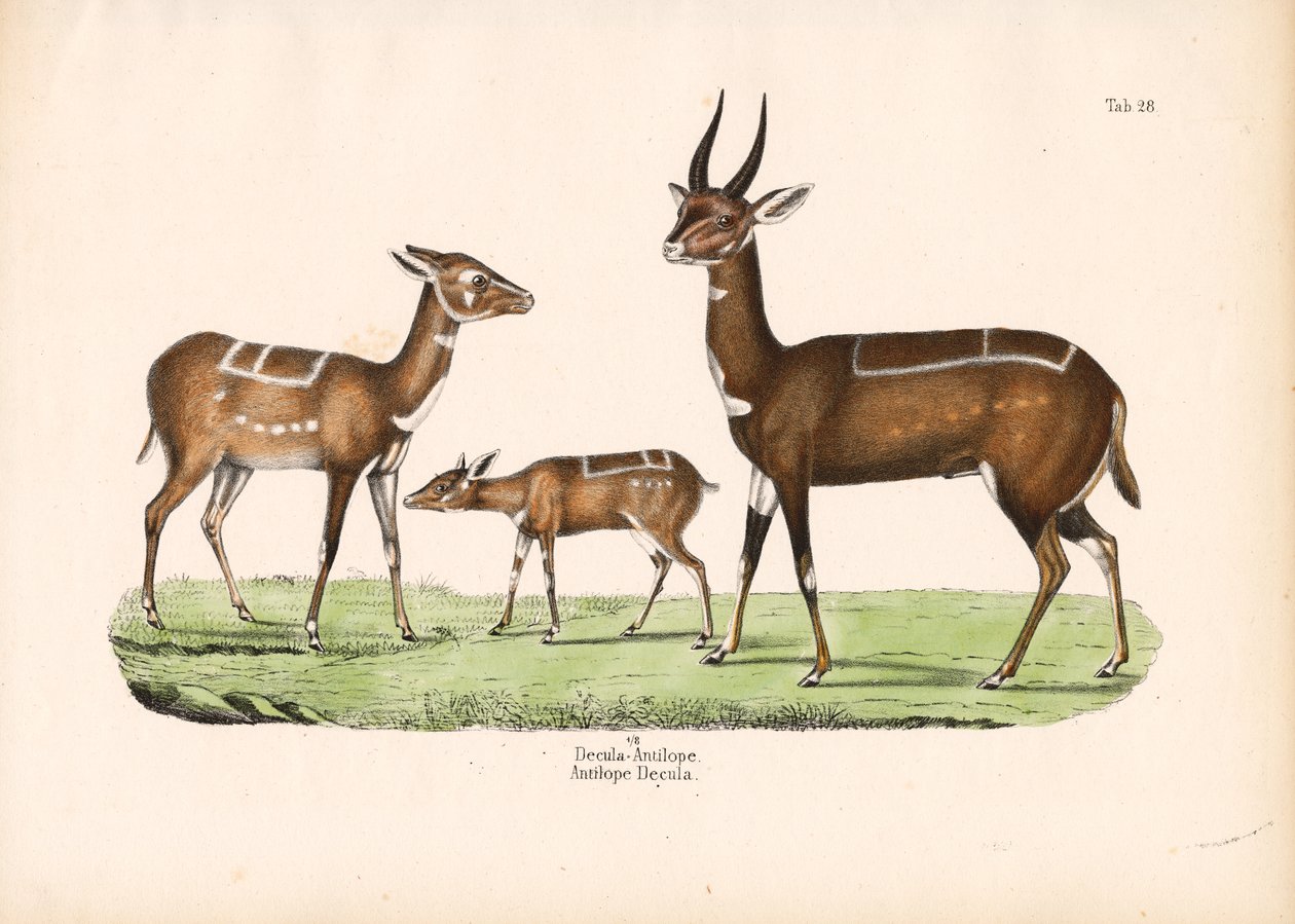 Bushbuck med unge af Conrad Kull