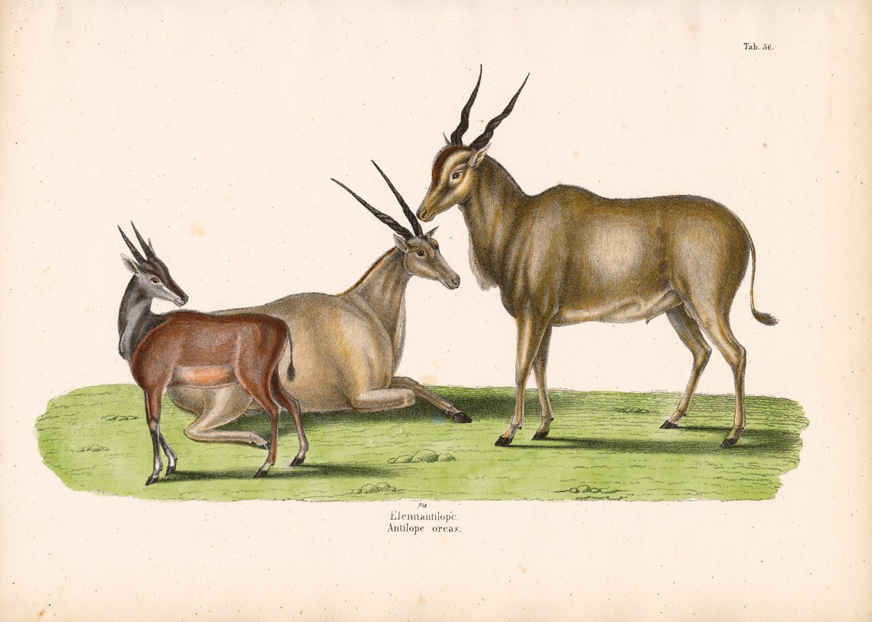 Almindelig Eland af Conrad Kull