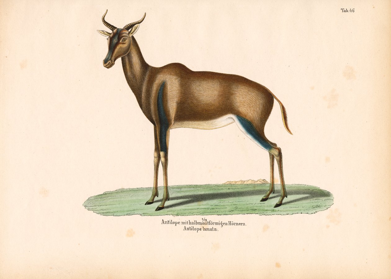 Halvmåneformet antilope eller topi af Conrad Kull