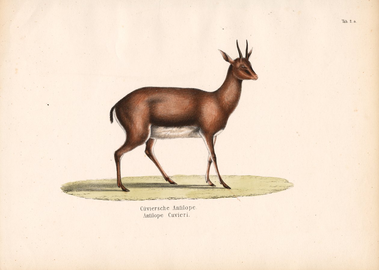 Cuviers gazelle i profil af Conrad Kull