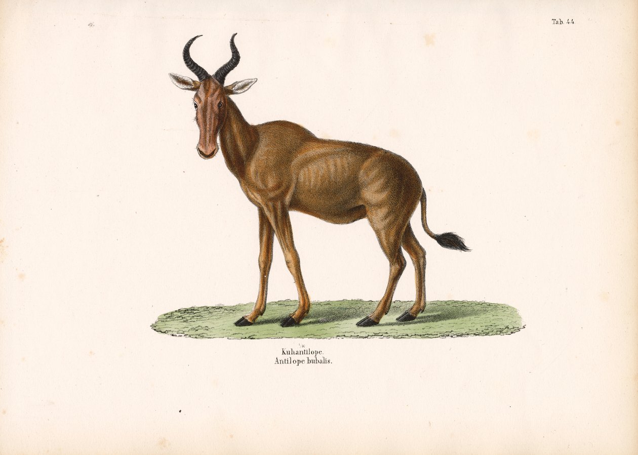 Hartebeest af Conrad Kull