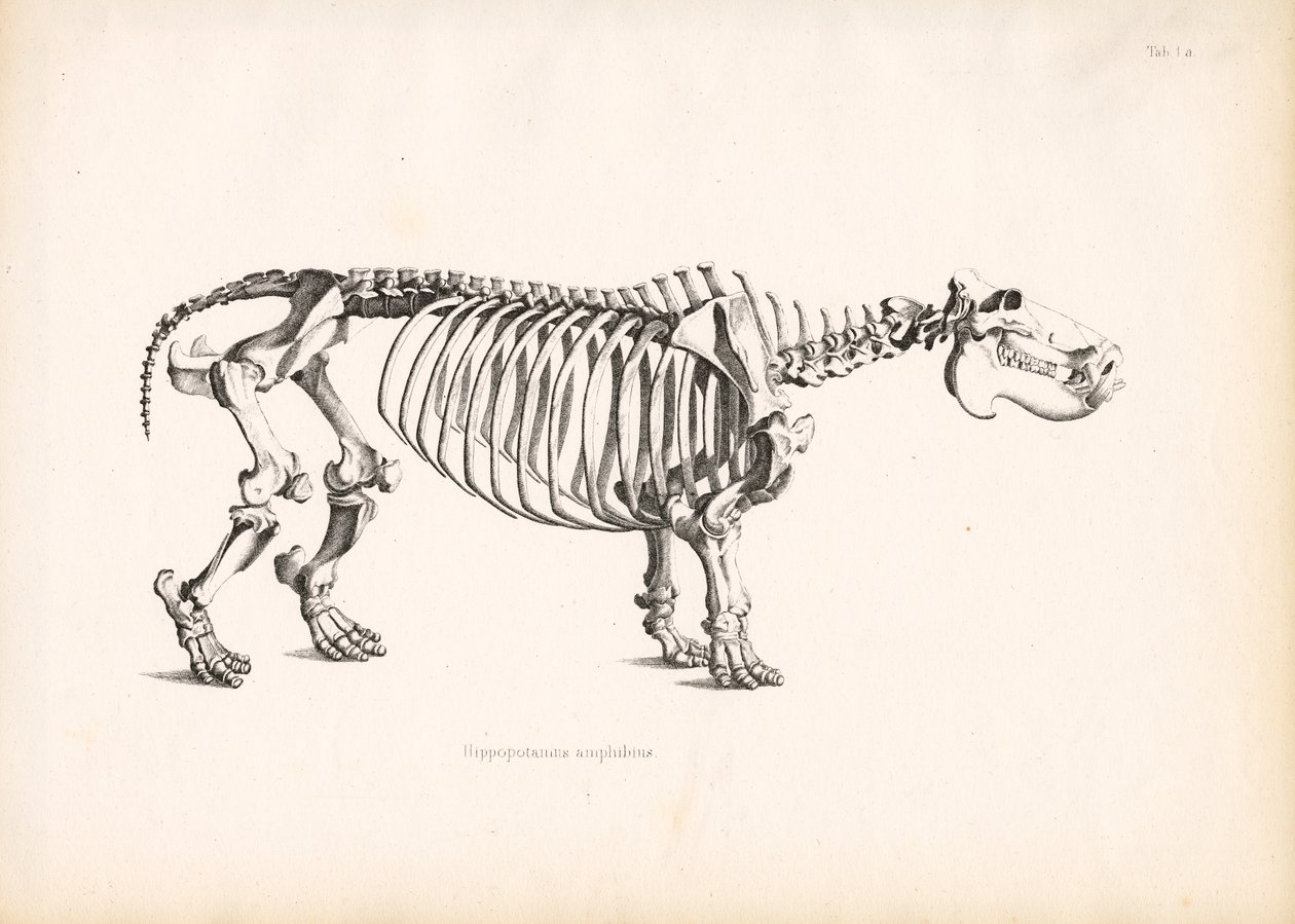 Flodhestens skeletanatomi af Conrad Kull