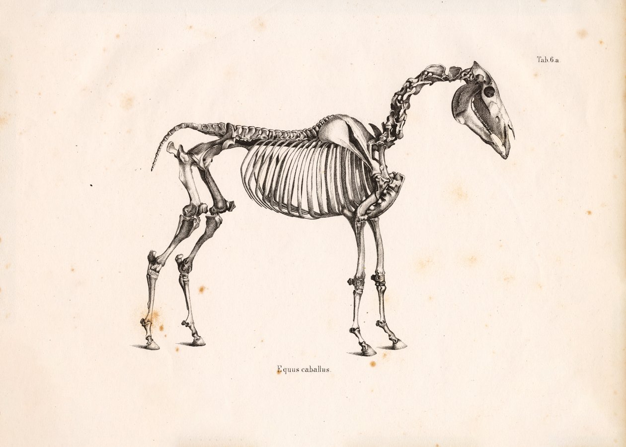 Skelet af hest af Conrad Kull