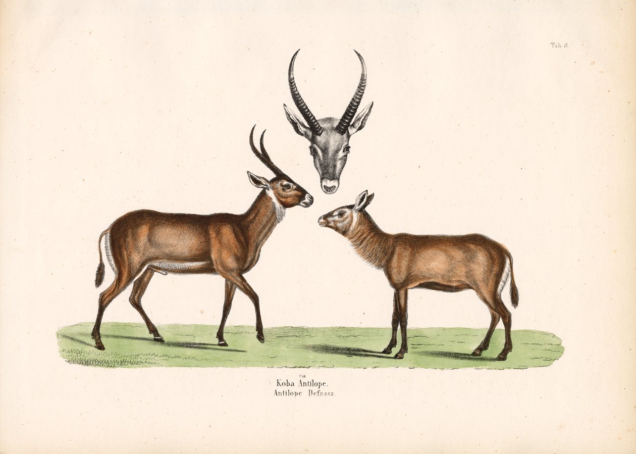 Koba Antilope af Conrad Kull
