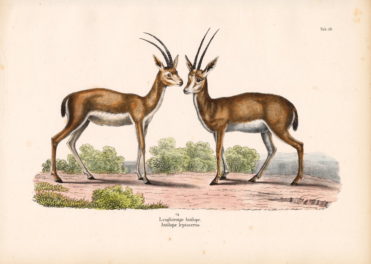 Langhornet antilope i savannelandskab af Conrad Kull