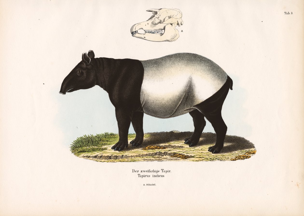 Malaysisk tapir af Conrad Kull