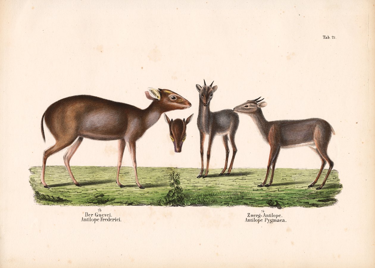 Maxwells duiker og kongeantilope af Conrad Kull