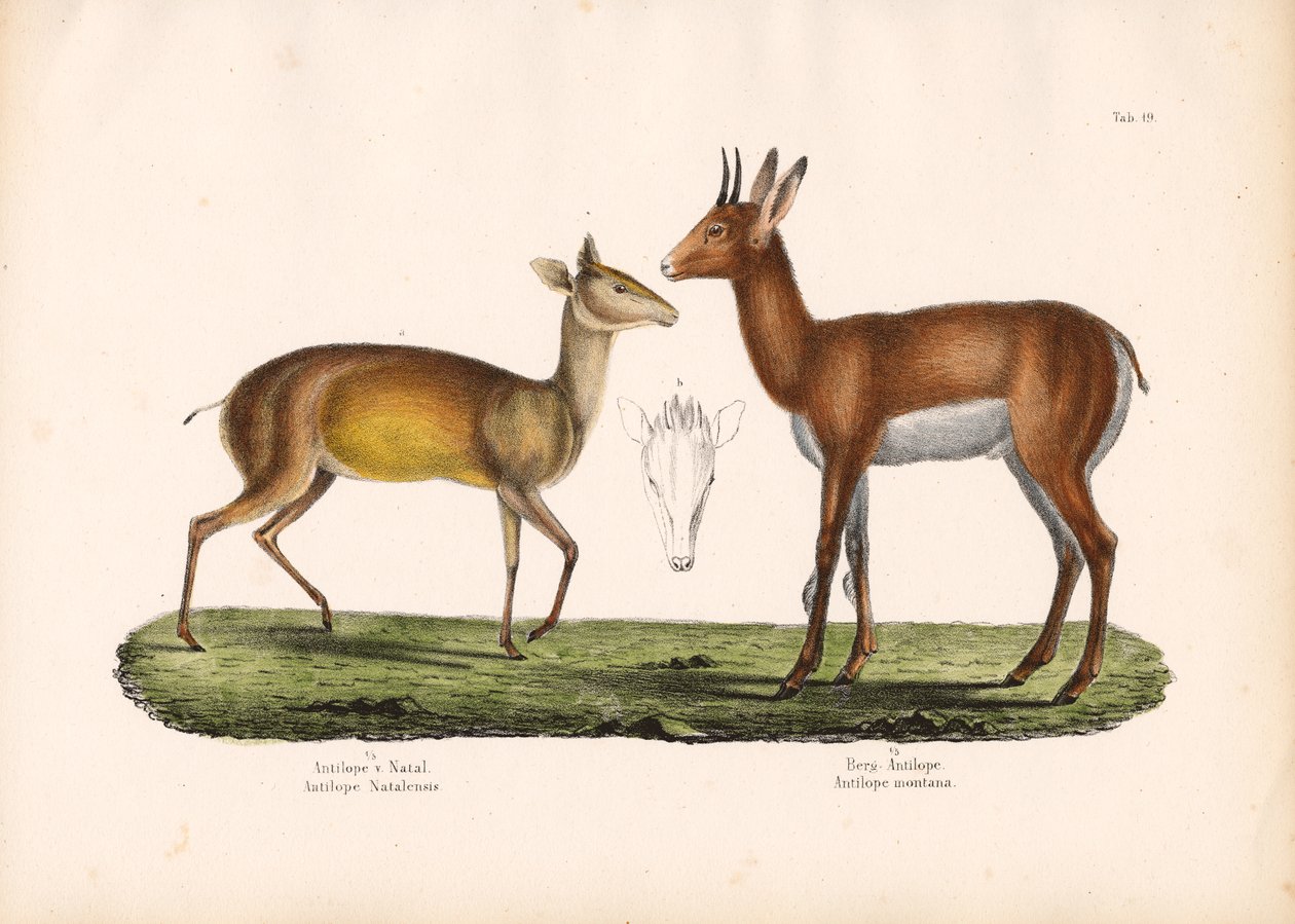 Natal-antilope og bjerg-antilope af Conrad Kull