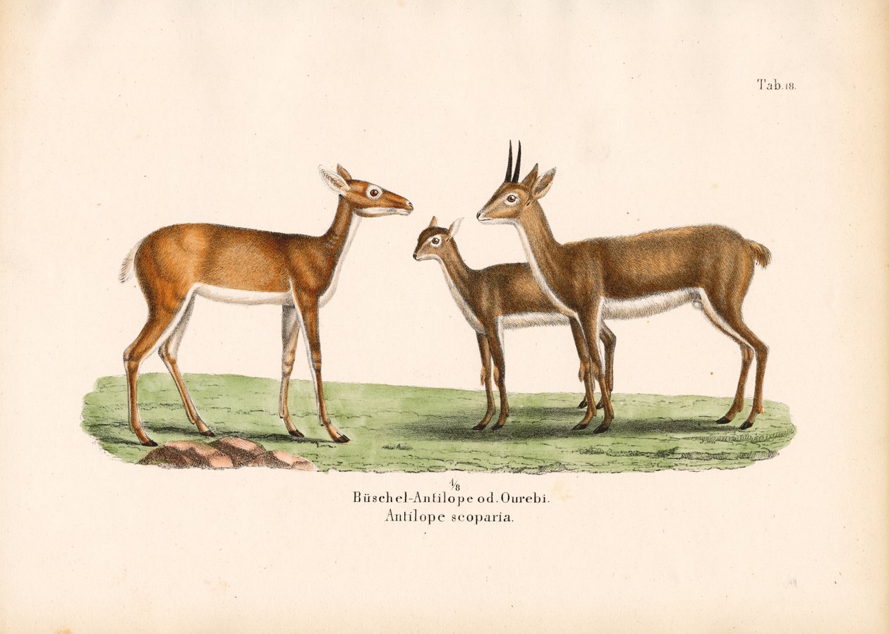 Oribi-antiloper i familie af Conrad Kull