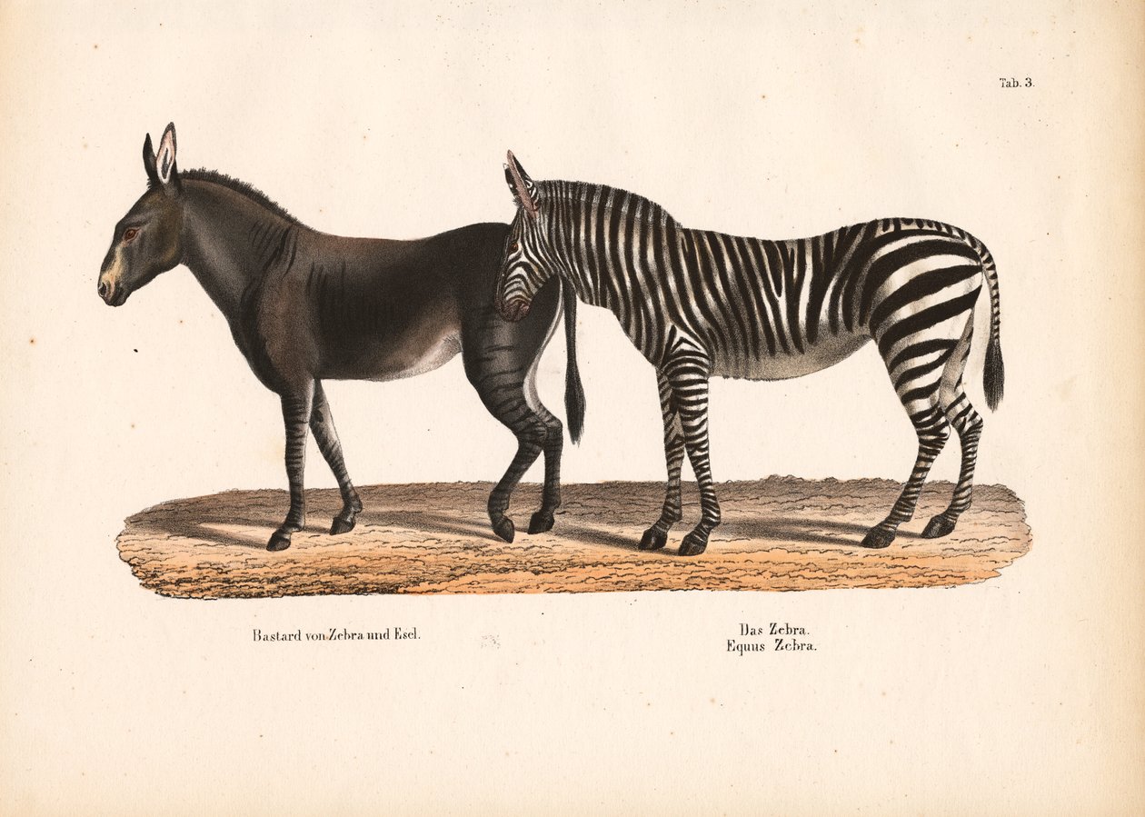Sletternes zebra og zebra-æsel-hybrid af Conrad Kull