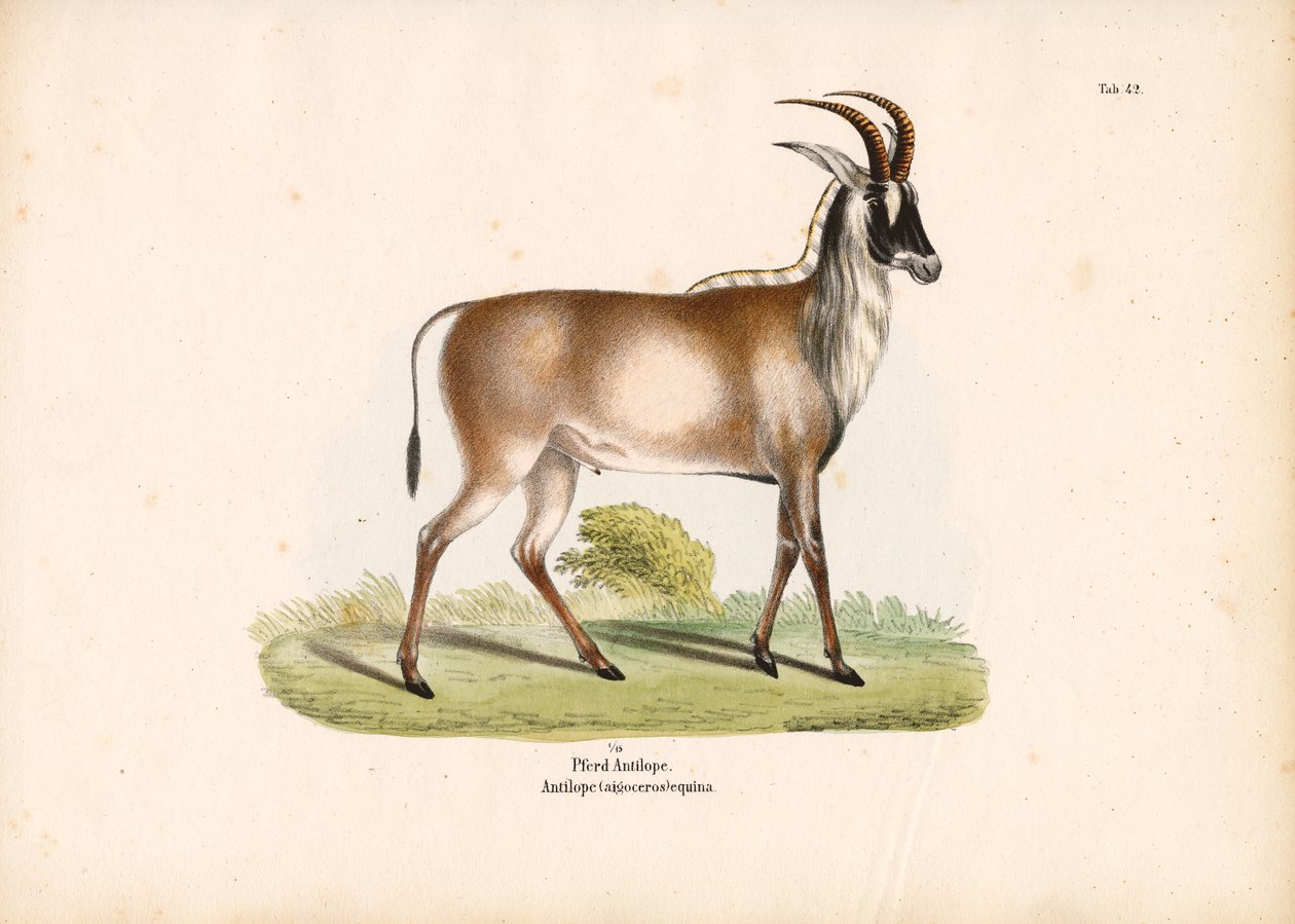 Roan-antilope af Conrad Kull