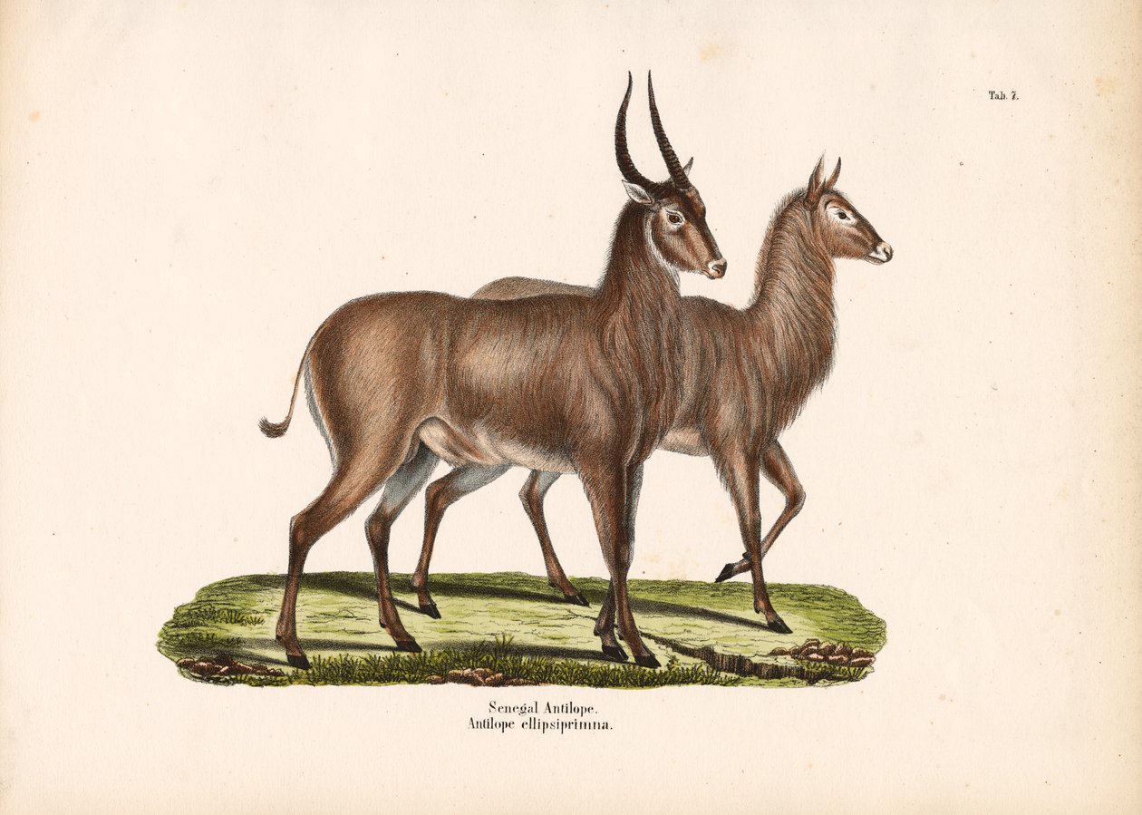 Senegal-antilope af Conrad Kull