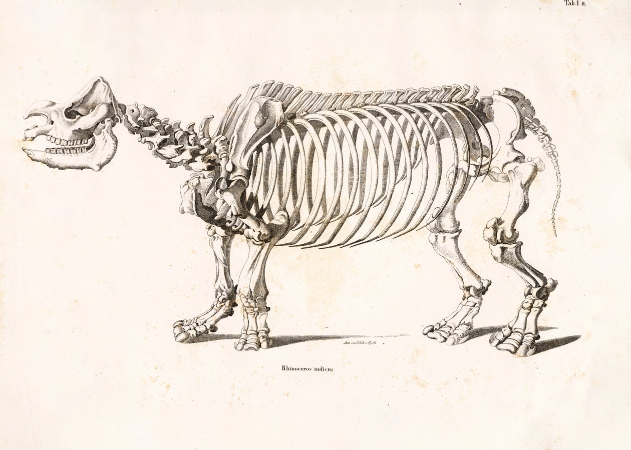 Skelettet af det indiske næsehorn af Conrad Kull