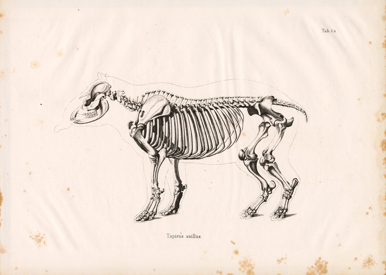 Skelet af lavlandstapir af Conrad Kull