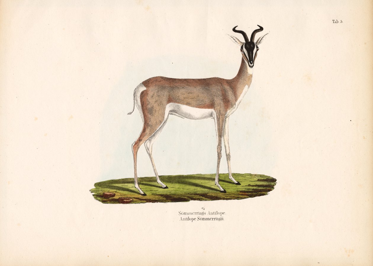 Soemmerrings gazelle af Conrad Kull