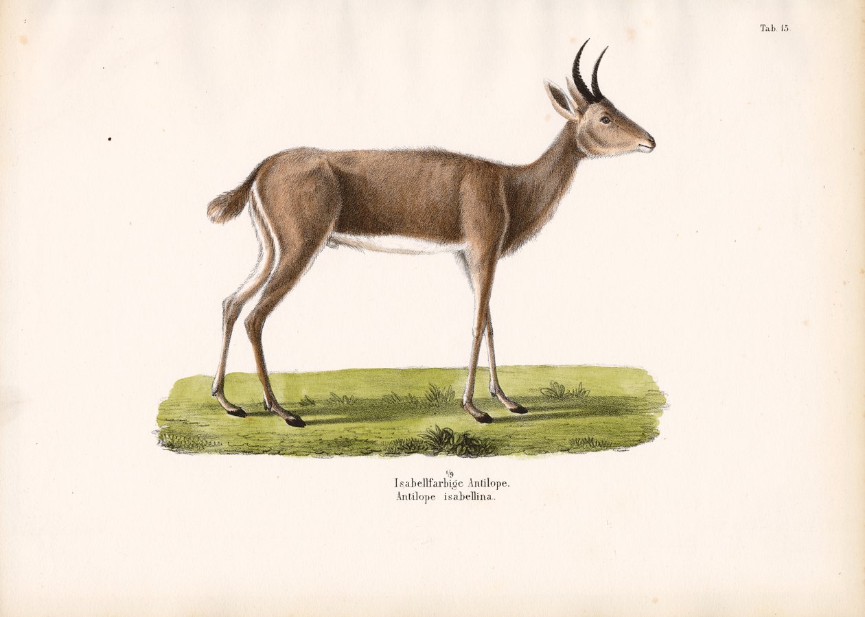 Stenbukken af Conrad Kull