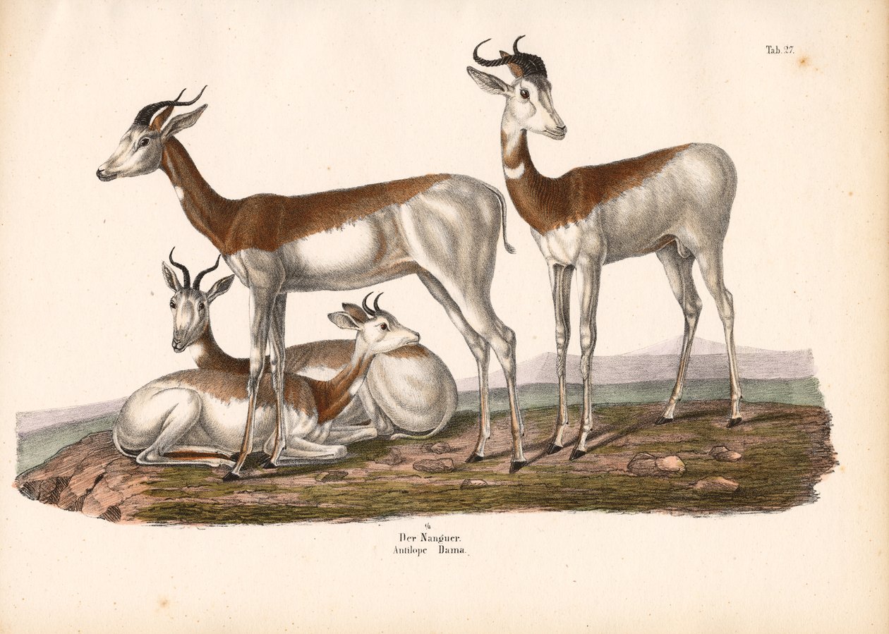 Nanguer eller dama-gazelle af Conrad Kull