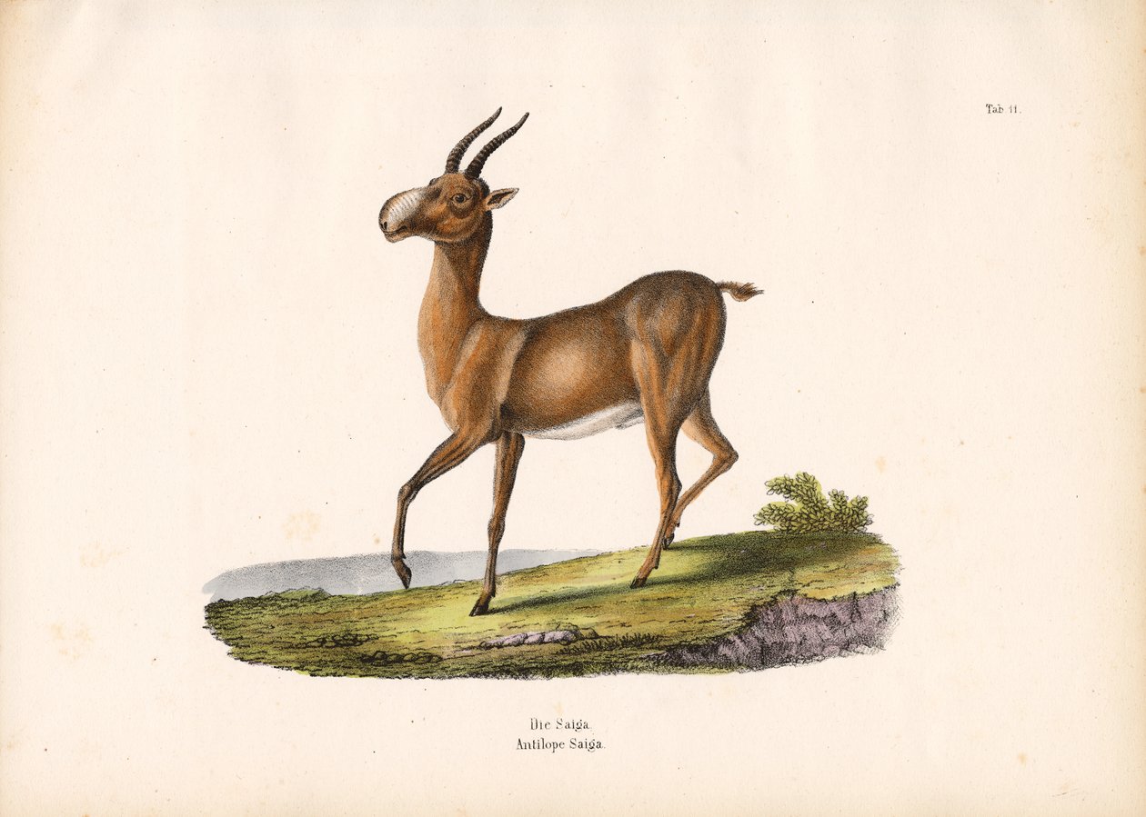 Saiga-antilopen af Conrad Kull