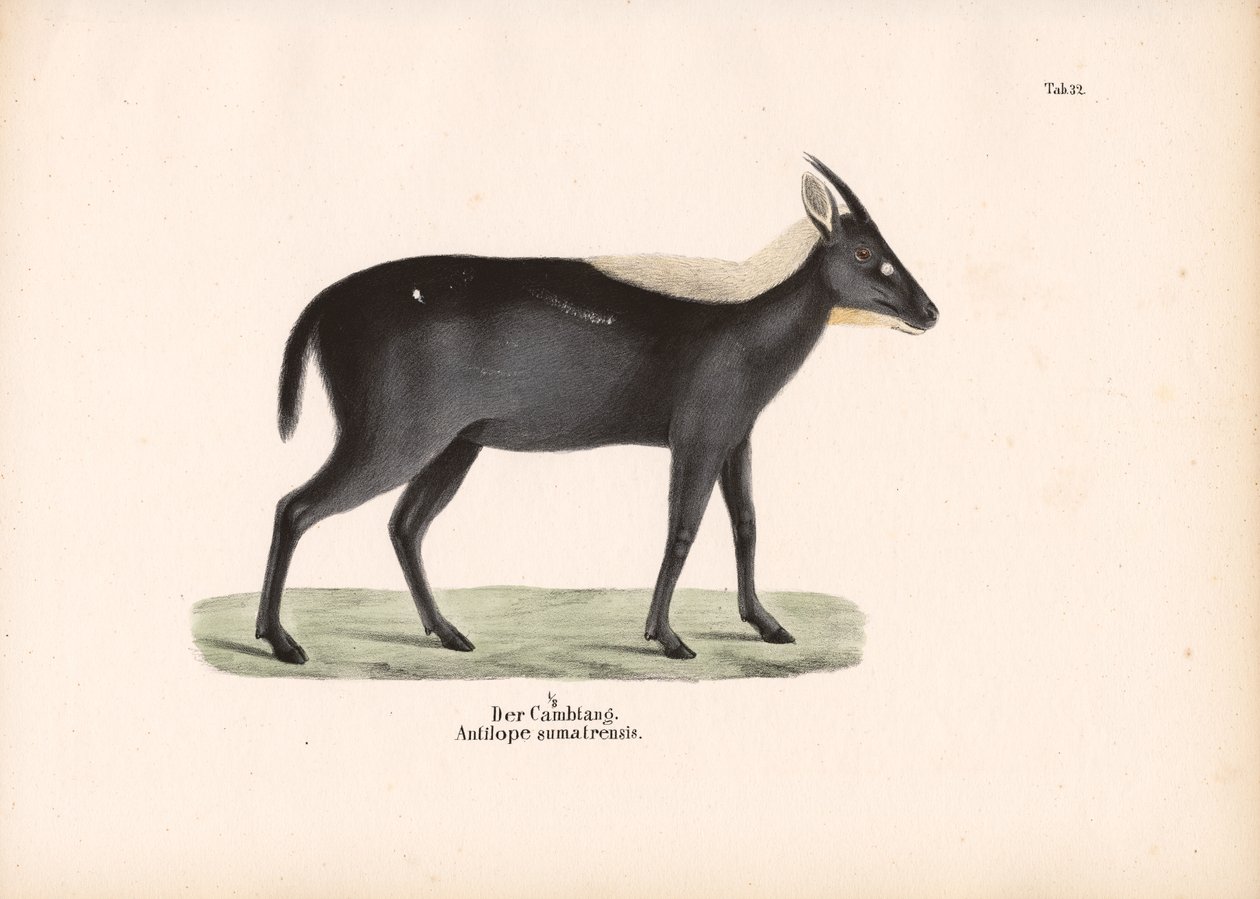 Den sumatraiske serow af Conrad Kull