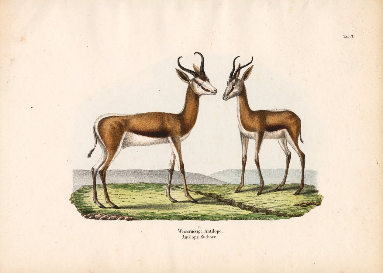 Hvidrygget antilope som par af Conrad Kull
